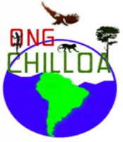 /album/ongchilloa-com-co/logo-chilloa-jpg/